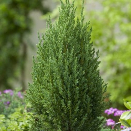 Borievka čínska  (Juniperus chinensis) ´STRICTA´ - výška 20 - 40 cm, kont. C3L